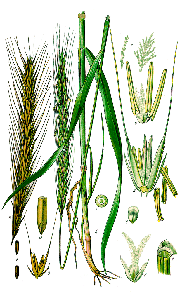 Eine detaillierte botanische Illustration zeigt verschiedene Getreidearten mit Ähren und Blättern in lebendigen Grüntönen.